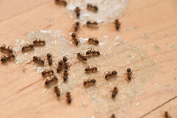 Best Wasp Removal Services  in Palmer Lake, CO